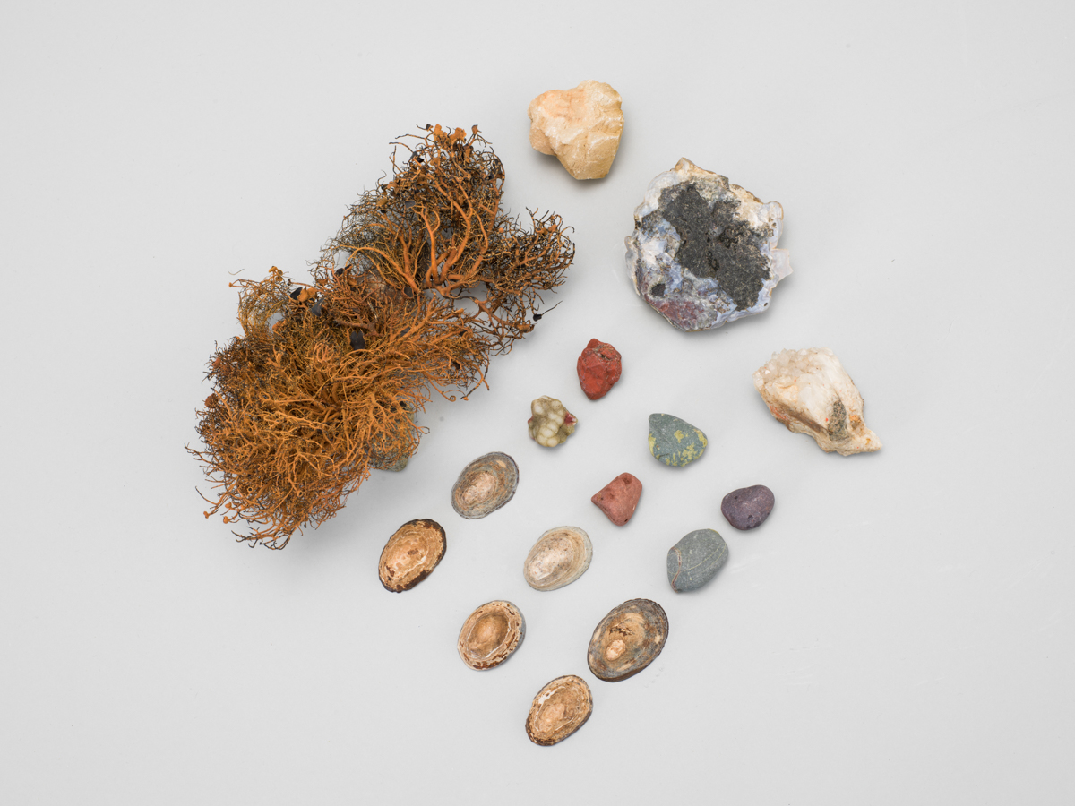 지의류와 조개껍질 화석이 전시되어 있는 사진