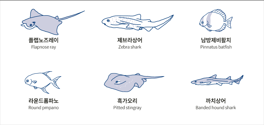 6마리 물고기를 그림과 함께 소개하는 이미지.
					플랩노즈레이(Flapnose ray), 제브라상어(Zebra shark), 남방제비활치(Pinnatus batfish), 라운드폼파노(Round pmpano), 흑가오리(Pitted stingray), 까치상어(Banded hound shark)를 순서대로 소개하고 있다.