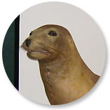 강치
