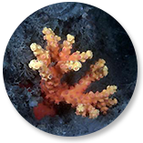 유착나무돌산호