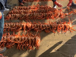 경북 영덕 강구항 대게 (2)