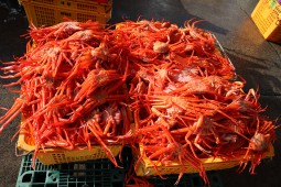 경북 울진 후포항 홍게
