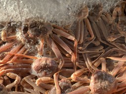 경북 울진 후포항 대게 (4)