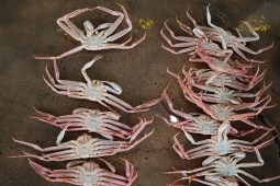 경북 울진 후포항 대게 (2)