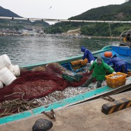 경상남도 거제 외포항 멸치자망