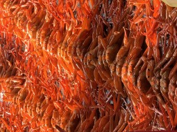 경북 영덕 강구항 홍게