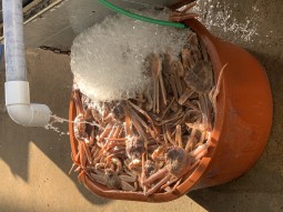 경북 울진 후포항 대게 (3)