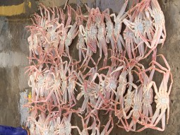 경북 울진 후포항 대게 (1)