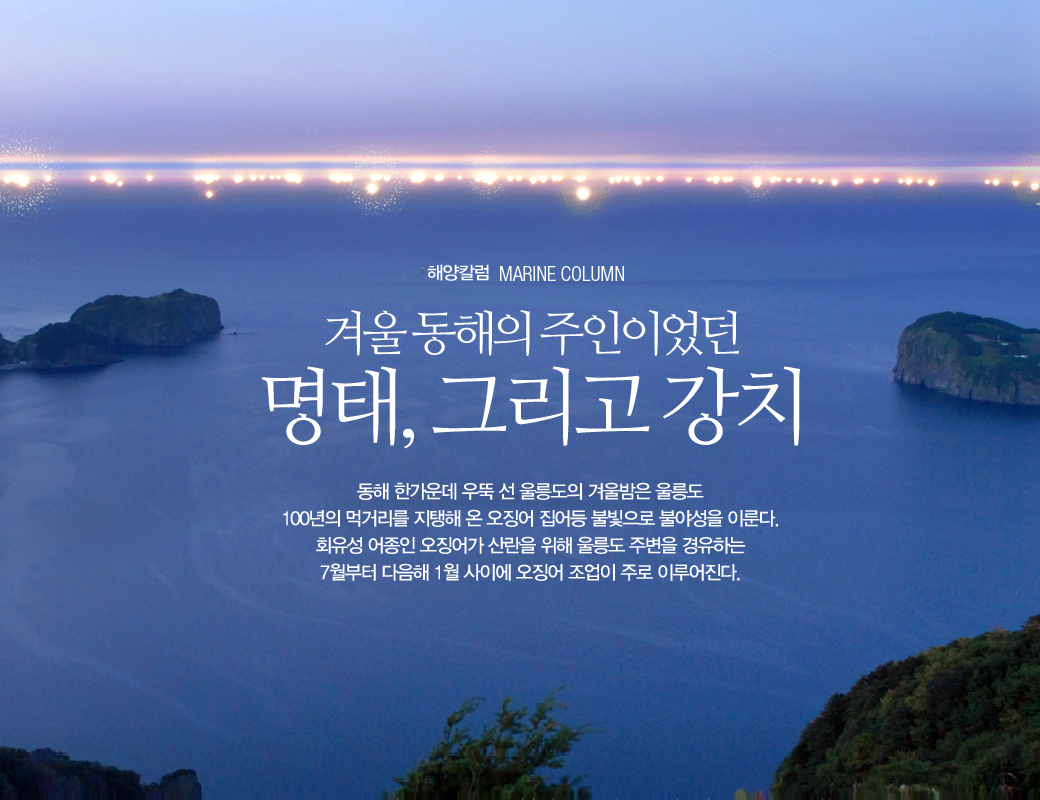 해양칼럼 MARINE COLUMN 겨울 동해의 주인이었던 명태, 그리고 강치 동해 한가운데 우뚝 선 울릉도의 겨울밤은 울릉도 100년 먹거리를 지탱해 온 오징어 집어등 불빛으로 불야성을 이룬다. 회유성 어종인 오징어가 산란을 위해 울릉도 주변을 경유 하는 7월 다음해 1월 사이에 오징어 조업이 주로 이루어진다.