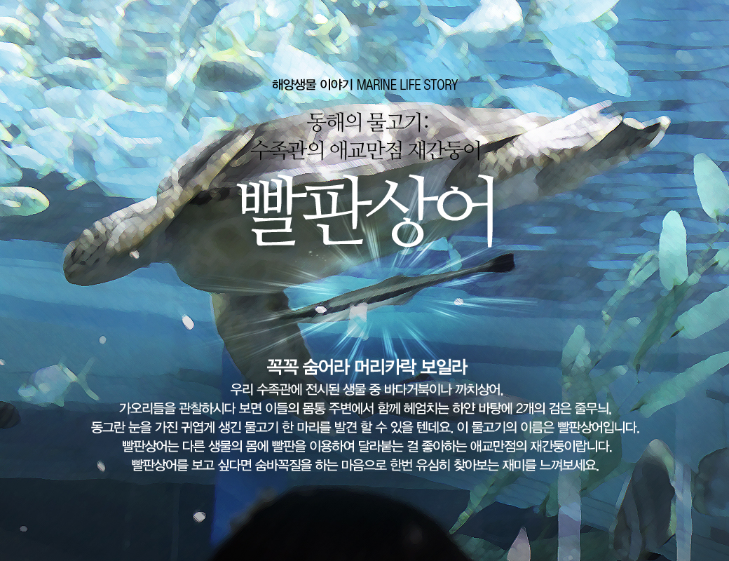 해양생물 이야기 MARINE LIFE STORY 동해의 물고기 : 수족관의 애교만점 재간둥이 빨판상어 꼭꼭 순어라 머리카락 보일라 우리수족관에 전시된 생물 중 바다거북이나 까치상어, 사오리들을 관찰하시다 보면 이들의 몸통 주변에서 함께 헤엄치는 하얀 바탕에 2개의 검은 줄무늬, 동그란 눈을 가진 귀엽게 생긴 물고기 한 마리를 발견 할 수 있을 텐데요. 이 물고기의 이름은 빨판상어입니다. 빨판상어는 다른 생물의 몸에 빨판을 이용하여 달라붙는 걸 좋아하는 애교만점의 재간둥이랍니다. 빨판상어를 보고 싶다면 숨바꼭질을 하는 마음으로 한번 유심히 찾아보는 재미를 느껴보세요.