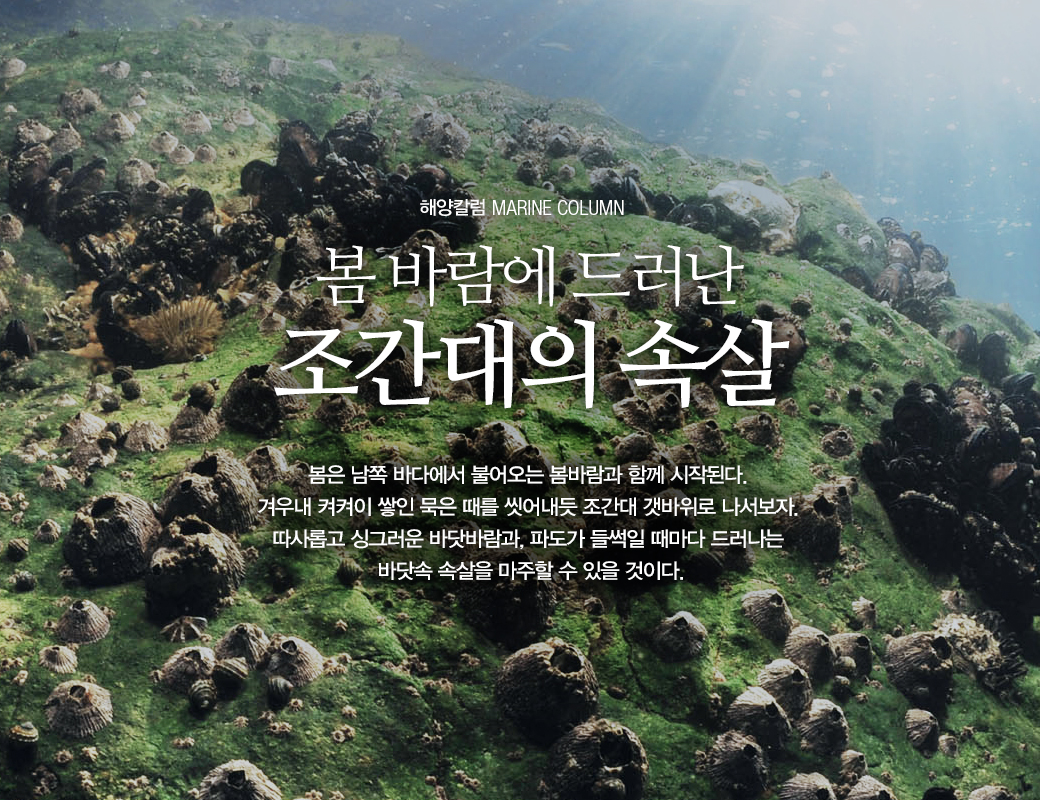 해양칼럼 MARINE COLUMN 봄 바람에 드러난 조간대의 속살 봄은 남쪽 바다에서 불어오는 봄가람과 함께 시작된다. 겨우내 켜켜이 쌓인 묵은 때를 씻어내듯 조간대 갯바위로 나서보자. 따사롭고 싱그러운 바닷바람과, 파도가 들썩일 때마다 드러나는 바닷속 속살을 마주 할 수 있을 것이다.