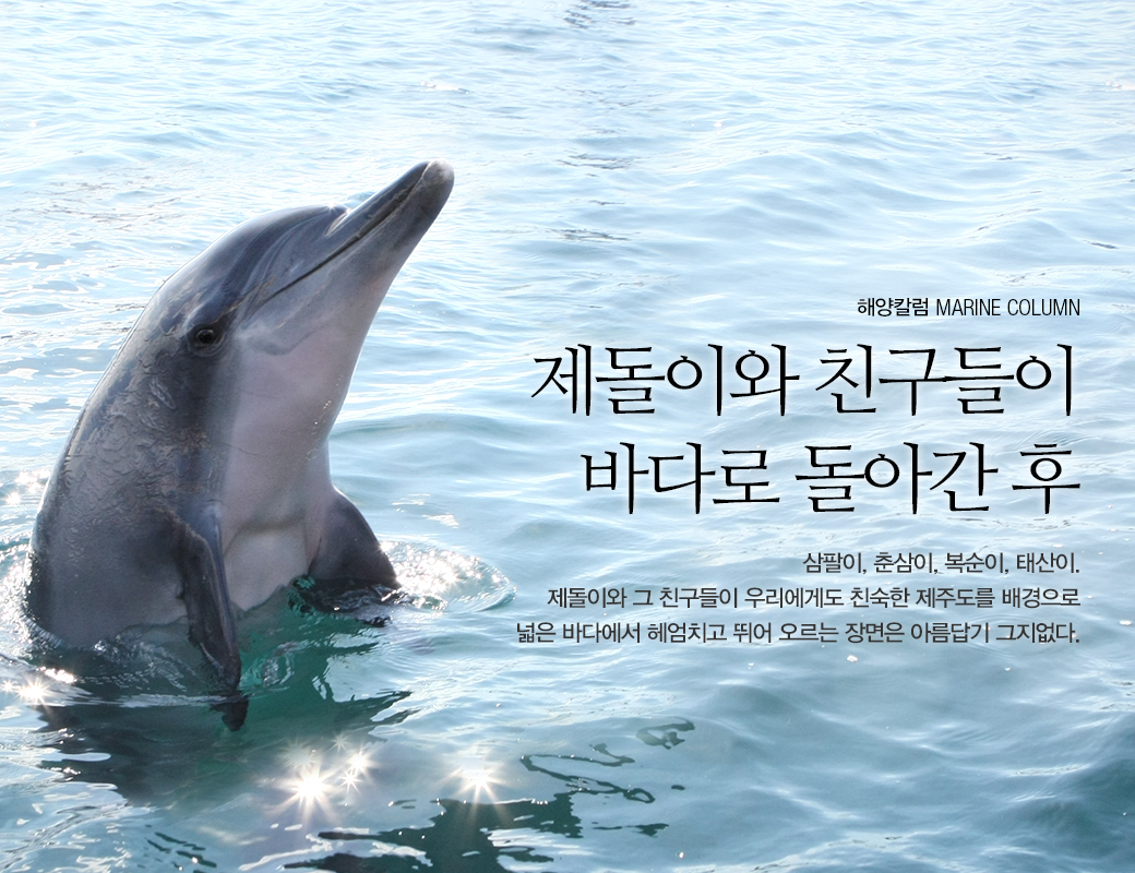 해양칼럼 MERINE COLUMN 제돌이와 친구드이 바다로 돌아간 후 삼팔이, 춘삼이, 복순이, 태산이. 제돌이와 그 친구들이 우리에게도 친숙한 제주도를 배경으로 넓은 바다에서 헤엄치고 뛰어 오르는 장면은 아름답기 그지없다.