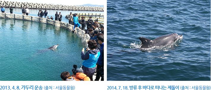 2013년4월8일 가두리 운송 (출처: 서울동물원), 2014년 7월 18일 방류 후 바다로 떠나는 제돌이 (출처: 서울동물원) 사진