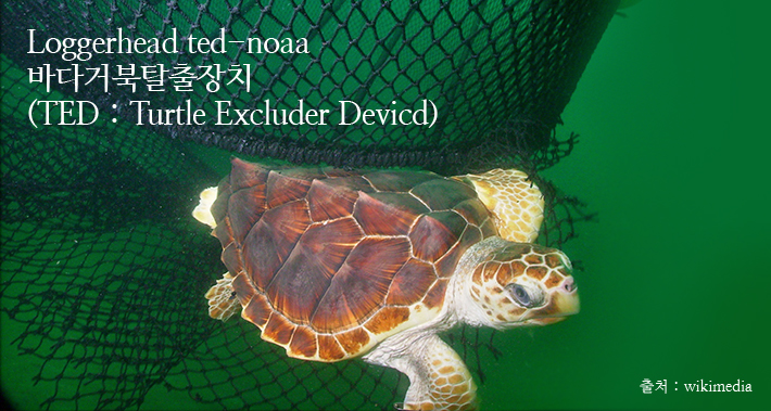 Loggerhead ted-noaa 바다거북탈출장치(TED:Turtle Excluder Deviced) 출처 :wikimedia 사진