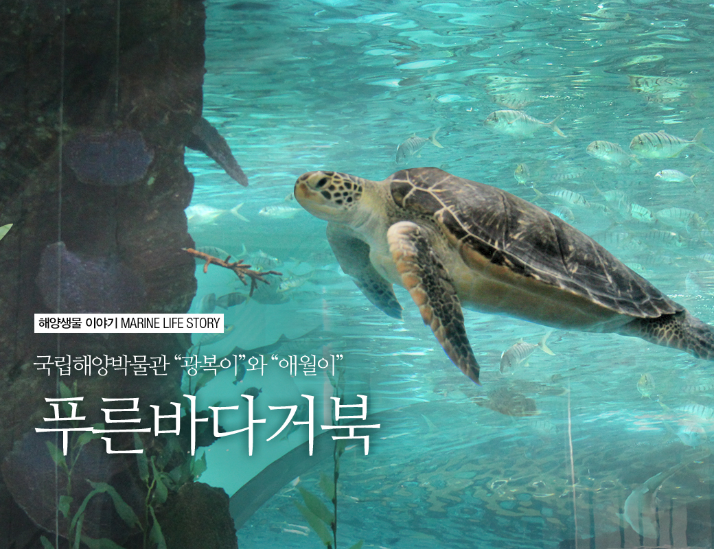 해양생물 이야기 MARINE LIFE STORY 국립해양박물관 '광복이'와 '애월이' 푸른바다거북