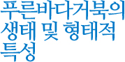 푸른바다거북의 생태 및 형태적 특성