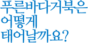 푸른바다거북은 어떻게 태어날까요?