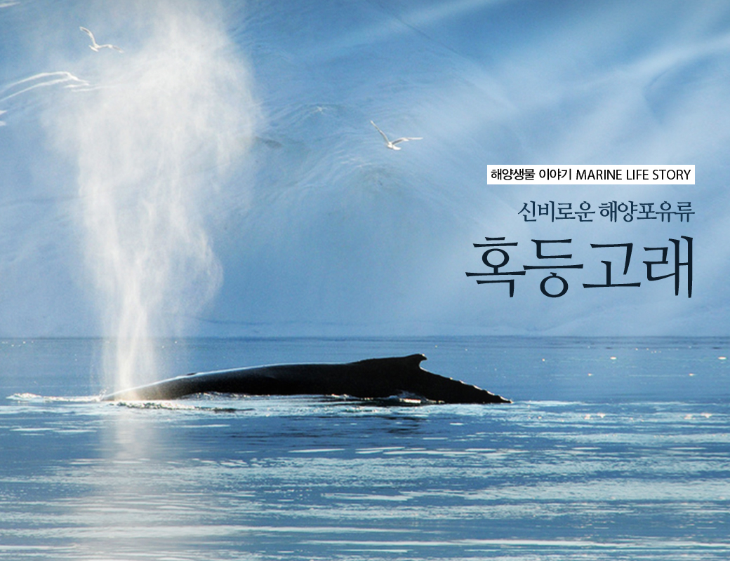 해양생물 이야기 MARINE LIFE STORY 신비로운 해양포유류 혹등고래