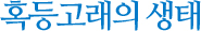 혹등고래의 생태