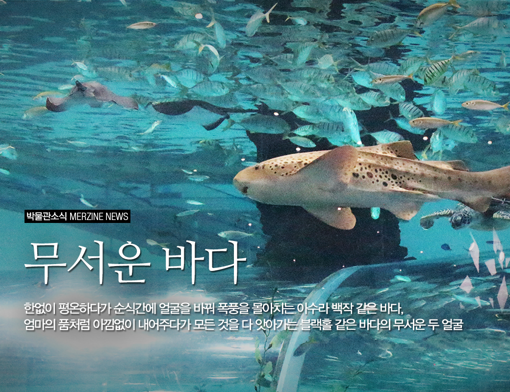 박물관소식 MERINE NEWS 무서운바다. 한없이 평온하다가 순식간에 얼굴을 바꿔 폭풍을 몰아치는 아수라백작 같은 바다, 엄마의 품처럼 아낌없이 내어주다가 모든 것을 앗아가는 블랙홀 같은 바다의 무서운 두얼굴