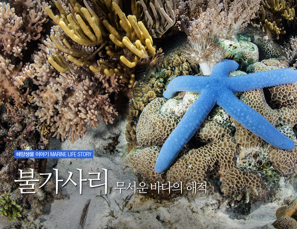 해양생물이야기 MARINE LIF STORY 불가사리 무서운 바다의 해적