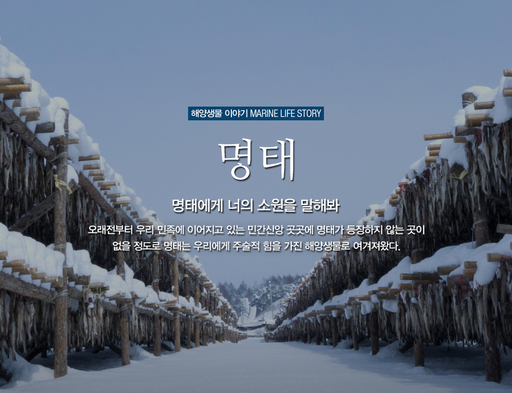 해양샌물이야기 MARINE LIFE STORY 명태 명태에게 너의 소원을 말해봐. 오래전 부터 우리 민족에 이어지고 있는 민간신앙 곳곳에 명태가 등장하지 않은 곳이 ㅇ벗을 정도로 명태는 우리에게 주술적 힘을 가진 해양샌물로 여겨져왔다.