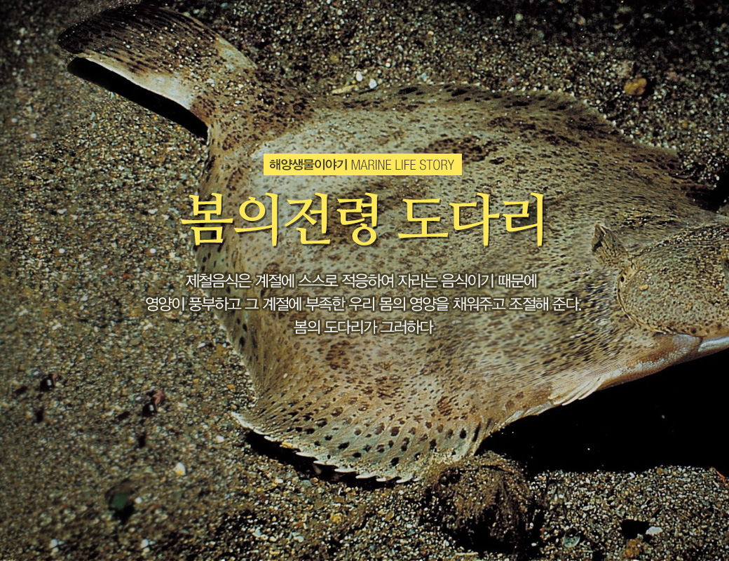 해양생물 이여기 MARINE LIFE STORY 봄의 전령 도다리. 제철음식은 계절에 스스로 적응하여 자라는 음식이기 때문에 영양이 풍부하고 그 계절에 부족한 우리 몸의 영양을 채워주고 조절해 준다. 봄의 도다리가 그러하다.