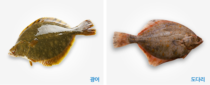 광어, 도다리 사진