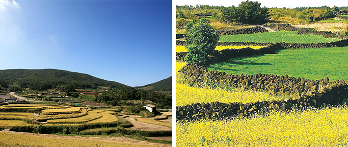 청산도 구들장 논 전경, 제주밭담 전경