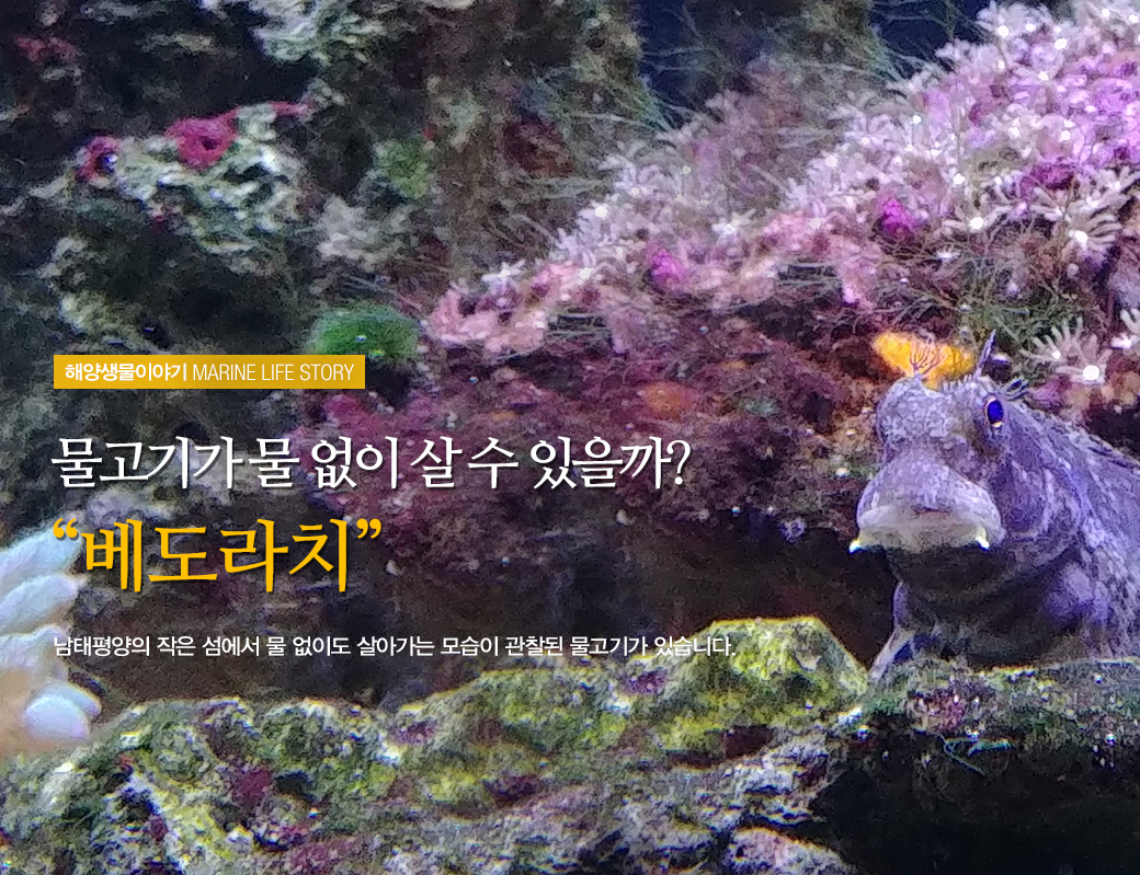 해양생물이야기 MARINE LIFE STORY 물고기가 물 없이 살 수 있을까? '베도라치'남태평양의 작은 섬에서 물 없이도 살아가는 모습이 관찰된 몰고기가 있습니다.