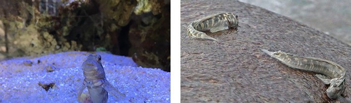 박물관에 있는 물고기 베도라치(Blenny)중 하나 락블레니(rock blenny)사진 , 한국과학창의재단 사이언스타임즈 블로그 출처 저작권자: science times 물고기 사진