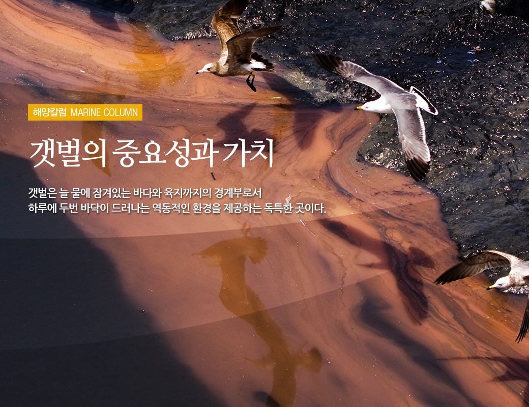 해양칼럼 MARINE COLUMN 갯벌의 중요성과 가치 갯벌은 늘 물에 잠겨있는 바다와 육지까지의 경계부로서 하루에 두번 바닥이 드러나는 역동적인 환경을 제공하는 독특한 곳이다.