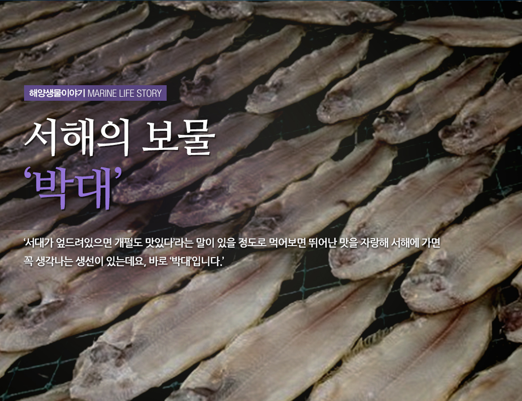 해양생물이야기 MARINE LIFE STORY 서해의 보물 '박대' '서대가 엎드려 있으면 대펄도 맛있다'라는 말이 있을 정도로 먹어보면 뛰어난 맛을 자랑해 서해에 가면 꼭 생가나는 생선이 있는데요, 바로 '박대'입니다.