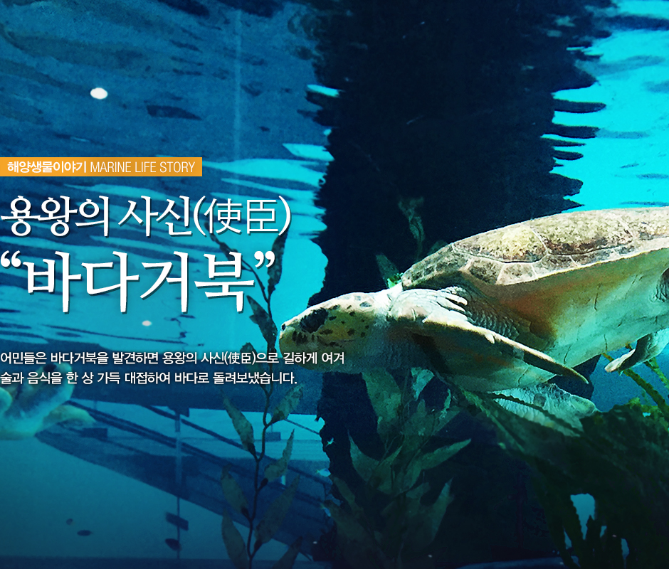 해양생물이야기 MARINE LIFE STORY 용왕의 사신(使臣) '바다거북' 어민들은 바다거북을 발견하면 용왕의 사신(使臣)으로 길하게 여겨 술과 음식을 한 상 가득 대접하여 바다로 돌려보냈습니다.