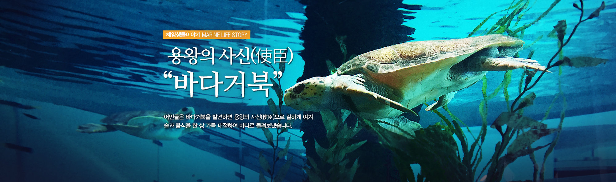 해양생물이야기 MARINE LIFE STORY 용왕의 사신(使臣) '바다거북' 어민들은 바다거북을 발견하면 용왕의 사신(使臣)으로 길하게 여겨 술과 음식을 한 상 가득 대접하여 바다로 돌려보냈습니다.