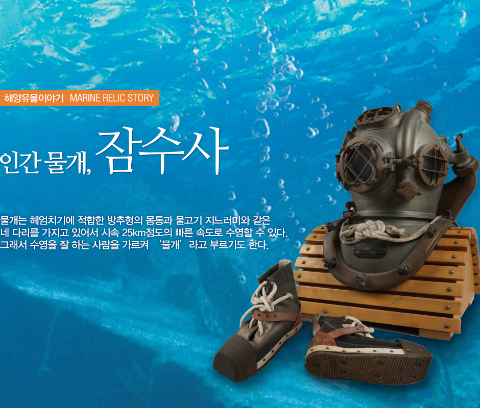 해양유물이야기 MARINE RELIC STORY 인간 물개, 잠수사. 물개는 헤엄치기에 적합한 방추형의 모통과 물고기 지느러미와 같은 네 다리를 가지고 있어 시속 25km 정도의 빠른 속도로 수영할 수 있다. 그래서 수영을 잘하는 사람을 가르켜 '물개'라고 부릑도 한다. (잠수부 복장과 바닷속 사진)
