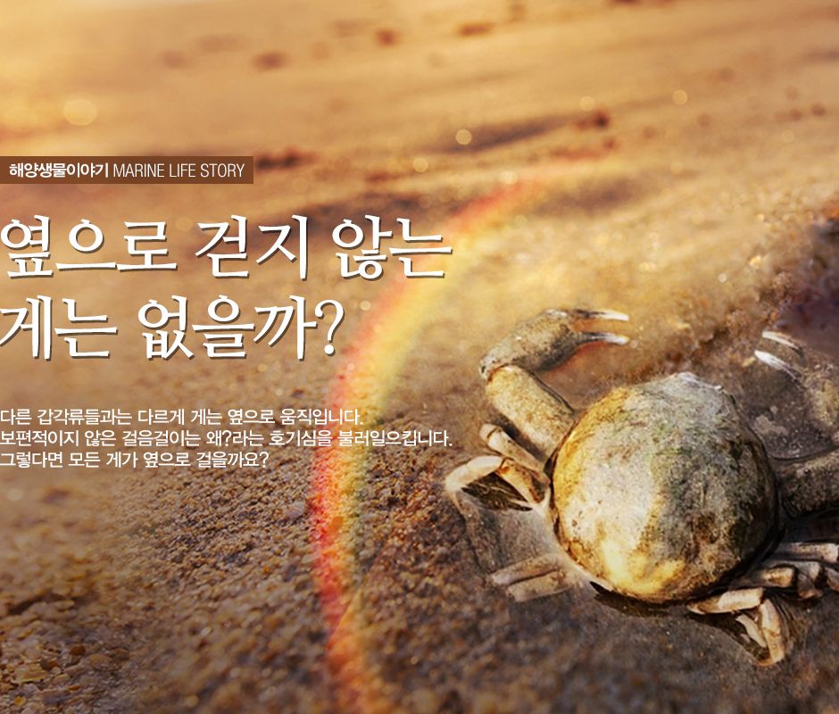 해양생물이야기 MARINE LIFE STORY 옆으로 걷지 않는 게는 없을까? 다른 갑각류들과는 다르게 게는 옆으로 움직입니다. 보편적이지 않은 걸음걸이는 왜? 라는 호기심을 불러일으킵니다. 그렇다면 모든 게가 옆으로 걸을까요?(바닷가 모래 위에 게 한마리가 있는 사진)