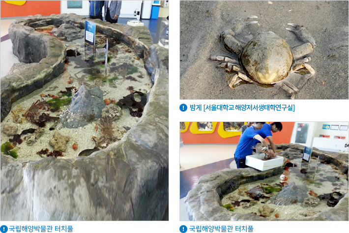 국립해양박물관 터치풀, 밤게(서울대학교 해양저서생태학연구실), 국립해양박물관 터치풀 사진