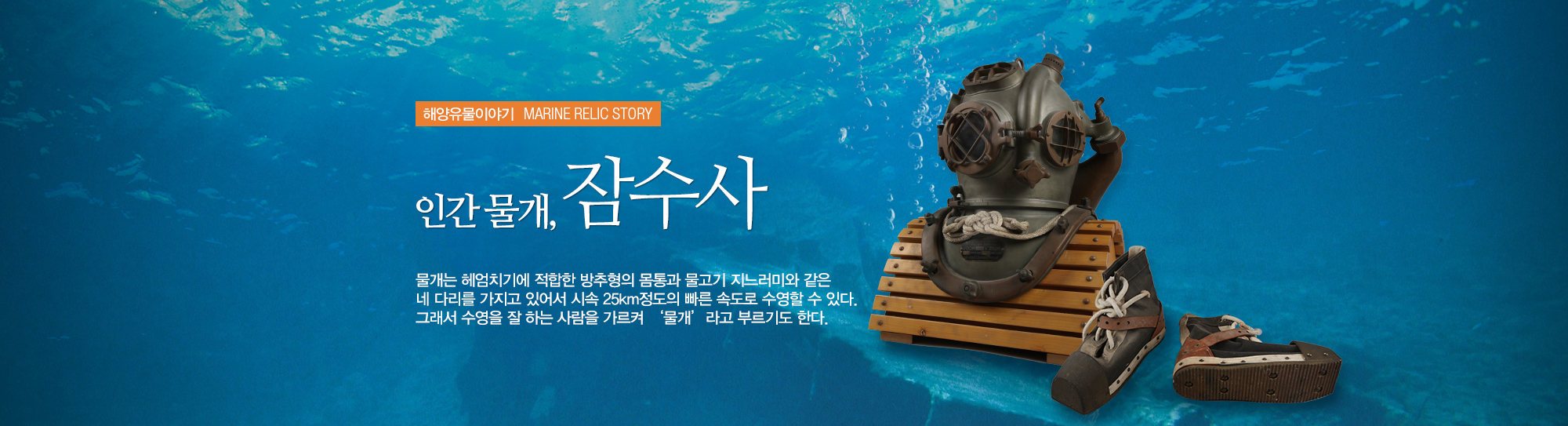 해양유물이야기 MARINE RELIC STORY 인간 물개, 잠수사. 물개는 헤엄치기에 적합한 방추형의 모통과 물고기 지느러미와 같은 네 다리를 가지고 있어 시속 25km 정도의 빠른 속도로 수영할 수 있다. 그래서 수영을 잘하는 사람을 가르켜 '물개'라고 부릑도 한다. (잠수부 복장과 바닷속 사진)