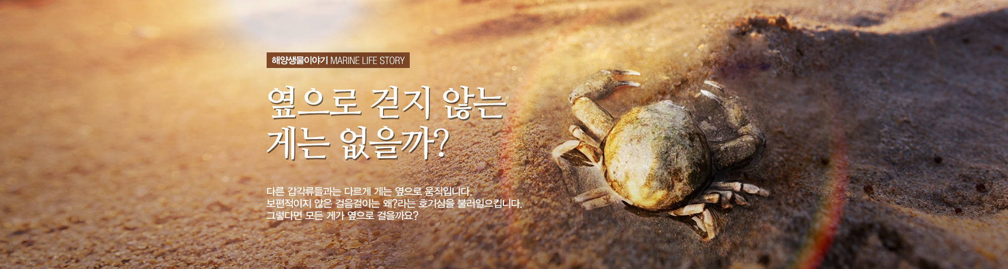 해양생물이야기 MARINE LIFE STORY 옆으로 걷지 않는 게는 없을까? 다른 갑각류들과는 다르게 게는 옆으로 움직입니다. 보편적이지 않은 걸음걸이는 왜? 라는 호기심을 불러일으킵니다. 그렇다면 모든 게가 옆으로 걸을까요?(바닷가 모래 위에 게 한마리가 있는 사진)