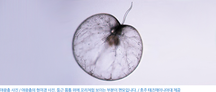 야광충 사진. 야광충 현미경 사진. 둥근 몸통 위에 꼬리처럼 보이는 부분이 편모입니다. 호주 태즈메이니아대 제공