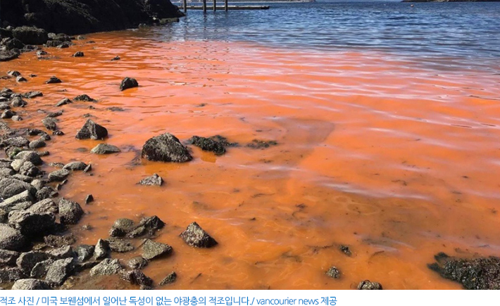 격조사진. 미국 보웬섬에서 일어난 독성이 없는 야광충의 적조입니다. vancourier news 제공